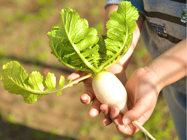 野菜の栽培、収穫体験